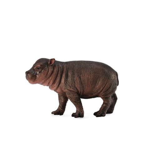 Pygmy Hippopotamus Calf