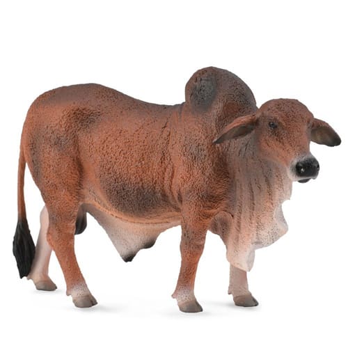 Red Brahman Bull