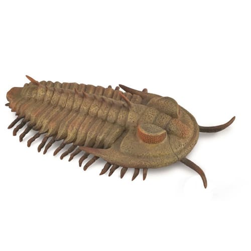 Redlichia Rex Trilobite