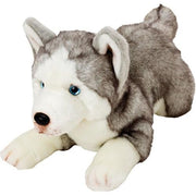 Resting Husky