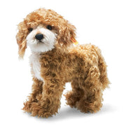 Ricky Cockapoo