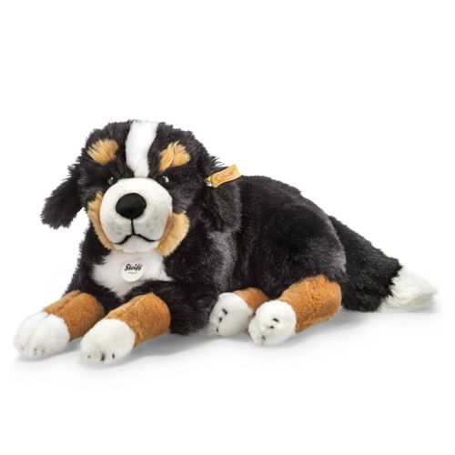 Senni Bernese mountain dog