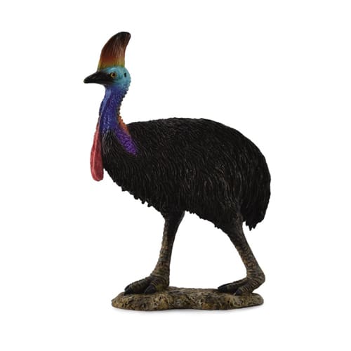 Southern Cassowary