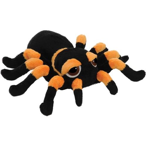 Spindra Tarantula (Medium)
