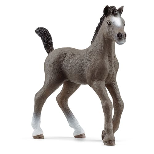 Cheval de Selle Francais Foal
