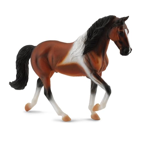 Tennessee Walking Horse Stallion Bay Pinto