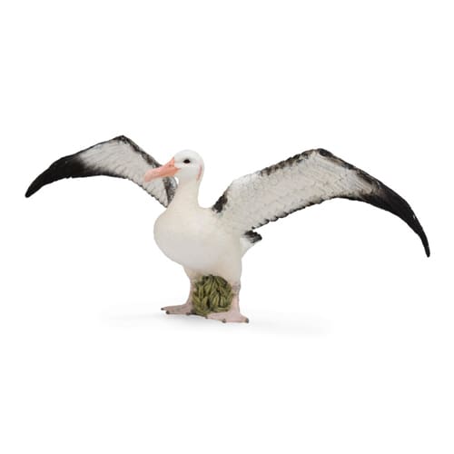 Wandering Albatross