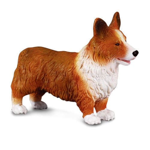 Welsh Corgi
