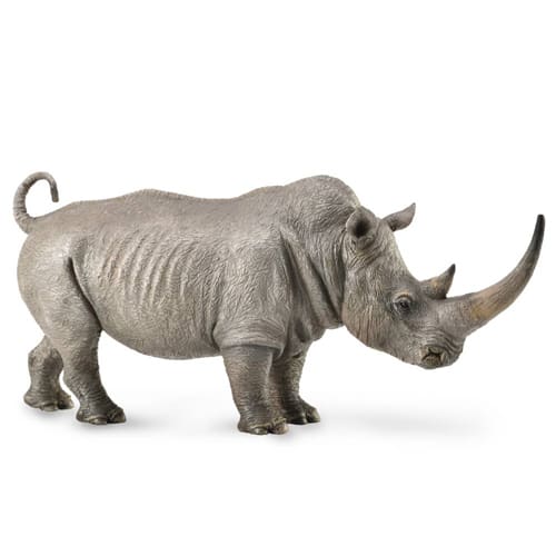 White Rhinoceros