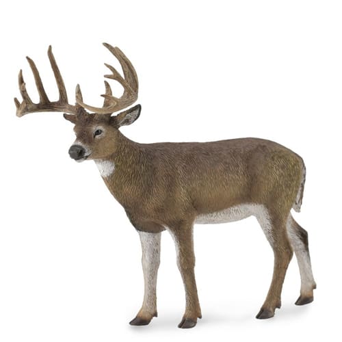 White-Tailed Deer