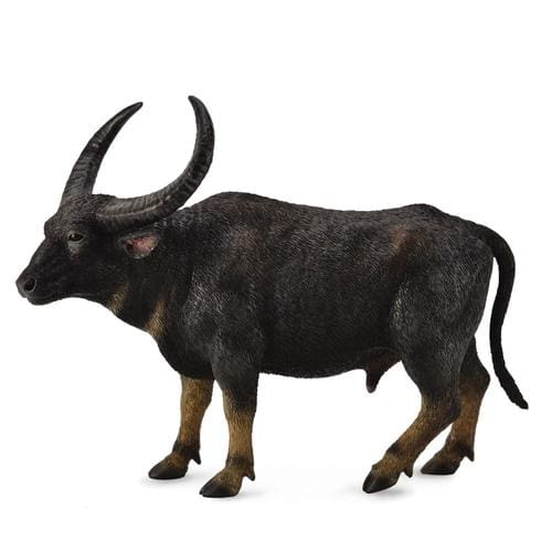 Wild Water Buffalo