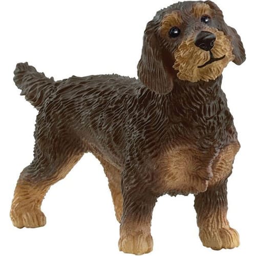 Wire-Haired Dachshund