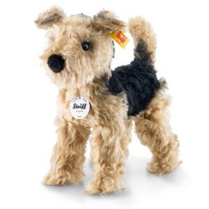 Terri Welsh Terrier, Golden Brown/Black