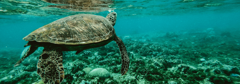 Under The Sea