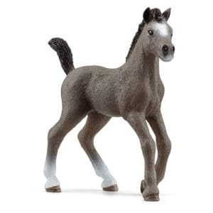 Cheval de Selle Francais Foal