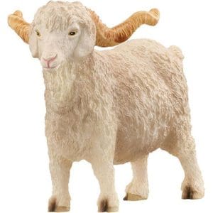 Angora Goat