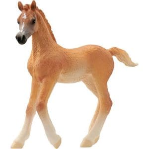 Arab foal