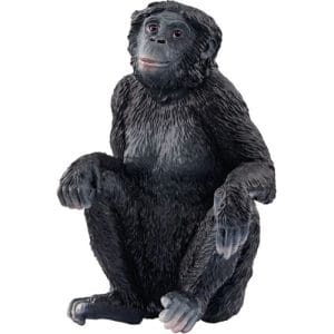 Bonobo Female