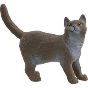 British Shorthair Cat