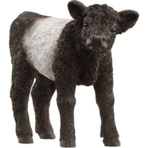 Galloway Calf
