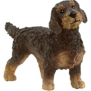 Wire-Haired Dachshund