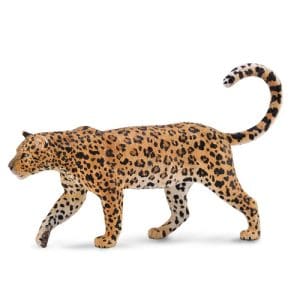 African Leopard