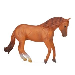 Australian Stock Horse Stallion - Chestnut
