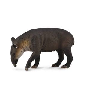 Baird's Tapir