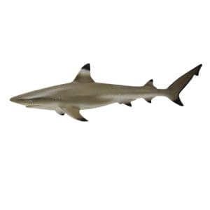 Blacktip Reef Shark
