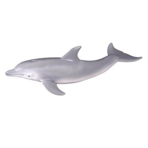 Bottlenose Dolphin