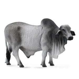 Brahman Bull