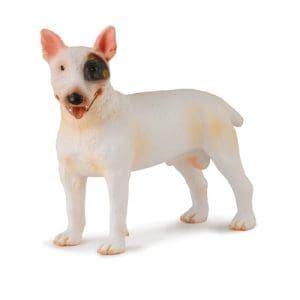 Bull Terrier - Male
