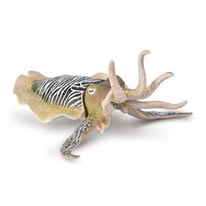 Common Cuttlefish