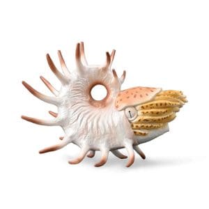 Cooperoceras