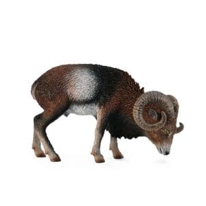 European Mouflon
