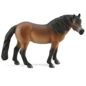 Exmoor Pony Stallion