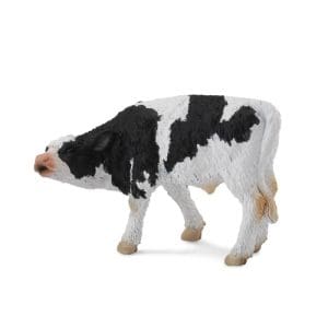 Friesian Calf - Suckling