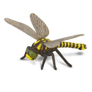 Golden-Ringed Dragonfly