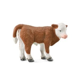 Hereford Calf - Standing