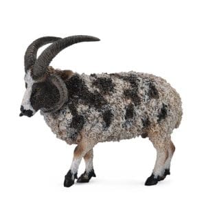 Jacob Sheep