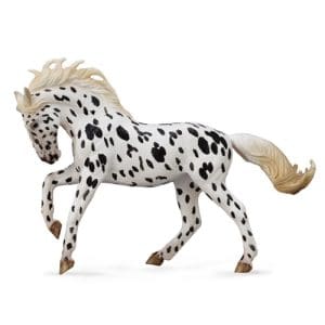 Knabstrupper Mare - Black Leopard
