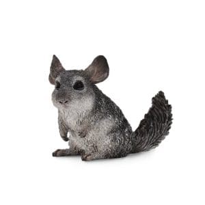 Long-Tailed Chinchilla