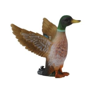 Mallard Duck (Male)