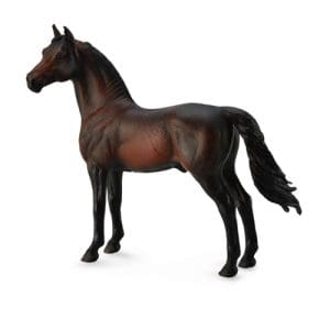 Morgan Stallion - Bay