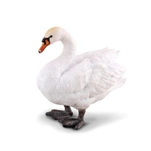 Mute Swan