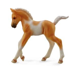 Pinto Foal Walking -Palomino