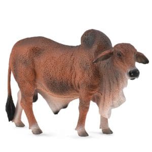 Red Brahman Bull