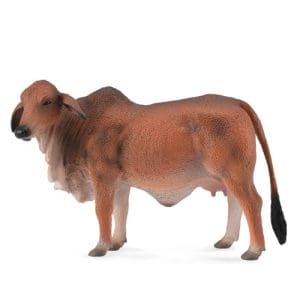 Red Brahman Cow