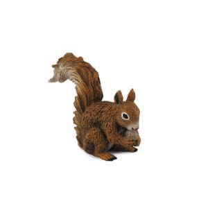 Red Squirrel - Eating