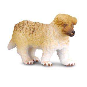 Rough Haired Collie Puppy